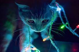 Wow 28 Wallpaper Keren 3d Daftar Wallpaper Kartun Doraemon Bersama Nobita Sahabatnya Terlengkap Dari Berbagai Cat Background Cute Cat Memes Orange Tabby Cats