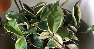 This is the classic wax plant from your childhood. Wax Plant Care Learning How To Grow Hoya Plants
