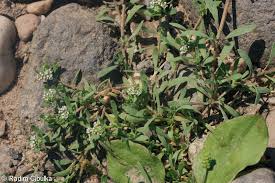 Image result for Corrigiola