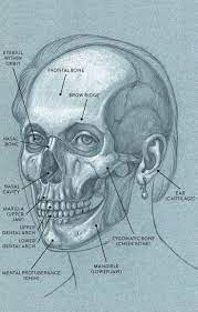 Pin By Gwen On Beau Tee In 2021 Human Anatomy Drawing Human Anatomy Art Human Anatomy
