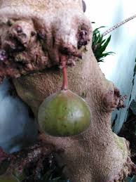 Image result for Ficus sansibarica