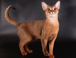 These abyssinian kittens located in ohio come from different cities, including stud cats. Abyssinian Cat For Sale Ohio Cat And Dog Lovers