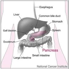 Pancreatic cancer often goes undetected until it's advanced and difficult to treat. Pancreatic Cancer How To Catch A Silent Killer Science In The News