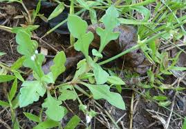 Image result for Oxygonum