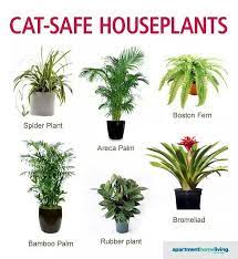 These 12 common house plants that filter your air are safe for cats and perfect for healthy home indoor and outdoor plants safe for cats. Safe For Your Cats Cat Safe Plants Plants Safe House Plants