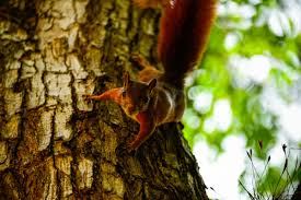 Download our free software and turn videos into your desktop wallpaper! Free Images Tree Forest Branch Leaf Wildlife Jungle Autumn Mammal Season Fauna Tropic Animals Vertebrate Animal Portrait Nature Photography Desktop Wallpaper Hd Wallpaper Red Squirrel Animal Photography Nature Wallpaper Woody Plant
