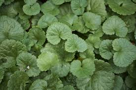 Apr 02, 2021 · nettles can often be aggressive spreaders, with creeping roots. 3 Easy Ways To Get Rid Of Creeping Charlie In Lawn