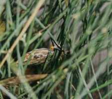 Image result for Orthanthera