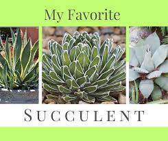 Image result for Monadenium laeve