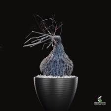 Image result for Pavonia burchellii