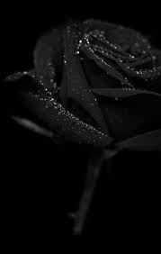 See more ideas about laptop wallpaper, laptop wallpaper desktop wallpapers, aesthetic desktop wallpaper. áƒªriÅ‹É  É±É› áƒªaÆˆÆ™ L S Ù‚ÙŠØ¯ Ø§Ù„ØªØ¹Ø¯ÙŠÙ„ Black Roses Wallpaper Black Rose Black Rose Flower
