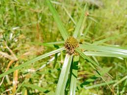 Image result for Kyllinga erecta