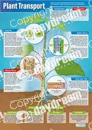 Plant Transport Science Poster Transportation Poster Biology Plants Science Poster
