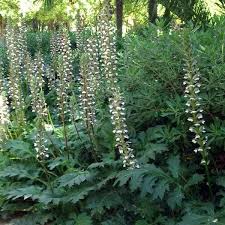 Image result for Pellaea angulosa