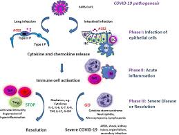 If you have mild to moderate symptoms, stay home. Covid 19 And Immunomodulation In Ibd Gut