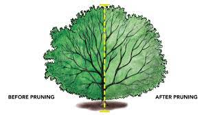 An ancestral, elaborate art, this cloud pruning technique was developed to create symbolic spaces, miniature representations of. Pruning Hollies Finegardening