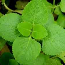 What does anak pokok mean in english? Mexican Mint Indian Borage Spanish Thyme Broadleaf Thyme Cuban Oregano Anak Pokok Bangun Bangun Live Plant Lazada