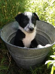 We'll safely and securely deliver your new pup while following all recommendations. Border Collie Blue Heeler Puppy See Pay Options Below Nex Tech Classifieds