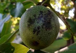 Image result for Rhagoletis completa