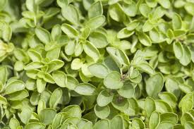 We did not find results for: 10 Edible Ground Cover Plants For Backyards And Gardens