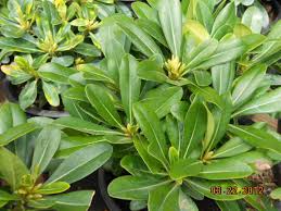 Image result for Pittosporum tobira