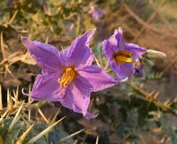 Image result for Solanum torreanum
