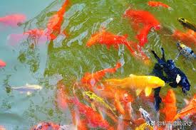 Diy pond using pond liner pond for koi fish pond for goldfish pond for guppy pond for mollies how to take care ornamental fish what is molly. Private Courtyard Design How To Construct The Courtyard Koi Fish Pond Minews