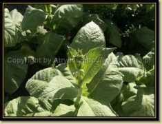 We are a contracted service provider to fedex. Tyton Given Name