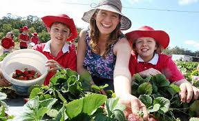 We don't have a biography for fiona hauser. Take Your Pick At Strawbfest The Courier Mail