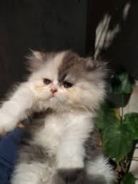 $100 $50 $35 $25 $10 other donation amount. Persian Cats Kittens For Sale In Bangalore Cat Shack
