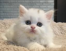 300 Elegant Cat Names The Paws