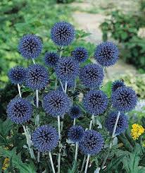Image result for globe thistle