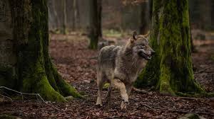The other adults care for the pups whilst. Wolf