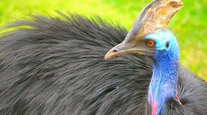 Image result for cassowary