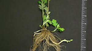 Mugwort artemisia vulgaris, is nutrient dense herb support for digestion, breech birth, menstruation and menopause, epilepsy and hysteria treatment. Mugwort Nc State Extension Publications