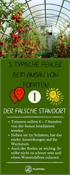 5 Typische Fehler Beim Anbau Von Tomaten Tomaten Garten Tomaten Gewachshaus Und Gemuse Anbauen