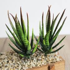 Image result for Aloe zebrina