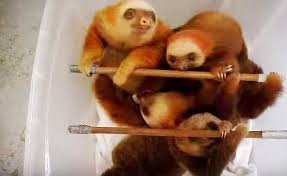 Cute little animals cute funny animals animal pictures cute pictures cute hedgehog hedgehog pet cute creatures animals beautiful animals and pets. Baby Sloths Are Transported To Their Baths Where The Most Adorable Thing Happens Your Daily Dish