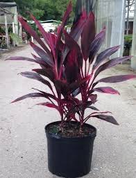 The best time to do this is in. The Red Sister Is A Tropical Perennial Shrub Also Known As The Hawaiian Ti Plant Its Distinctive Burgundy Pi Hawaiian Plants Florida Plants Cordyline Plants
