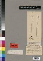 Image result for Genlisea africana