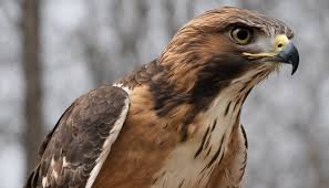 How Much Weight Can A Hawk Carry?