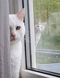 Nosy Cat Album On Imgur