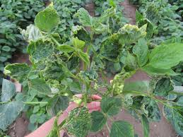 Image result for Alfalfa mosaic virus