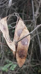 Image result for Dalbergia bracteolata