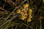 Image result for Helichrysum sulfureofuscum