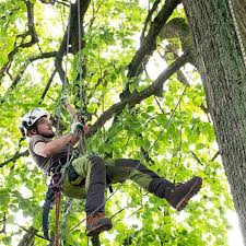 Baum fällen ohne genehmigung nrw. Baumfallung Mit Skt Baumarbeiten Von Gottberg