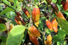 A chinense cross with delicious pods with a light citrus flavour and medium heat. Farsk Bolivian Bumpy Chililovers Nu