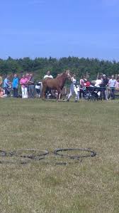 Listen to emma eriksen | soundcloud is an audio platform that lets you listen to what you love and share the stream tracks and playlists from emma eriksen on your desktop or mobile device. Til Folk Fra Dyreskue Spicelt Til Emma Eriksen 33 Diverse Hest Fotos Fra Rom Dissing Ungen 3 P D