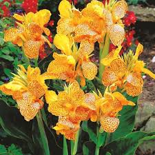 Scegliete i più adatti per il vostro giardino e il resto della casa per decorare in modo perfetto. Canna En Avant Waternursery It
