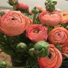Peach Coral Ranunculus Bulb Flowers Flowers Beautiful Flower Arrangements